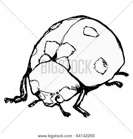 Ladybird