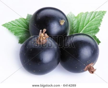 Ribes nero