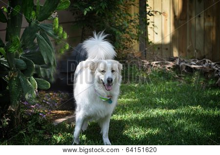 Stunning Images of a Pyrenees Sheep Dog