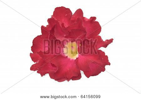 Rare Adenium flower isolated on white