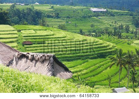 Bali Jatiluwih Rice Terraces Field