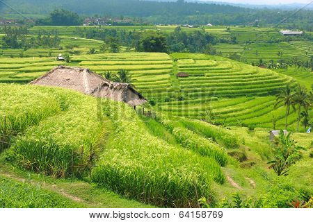 Bali Jatiluwih Rice Terraces Field