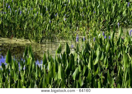 Pickerel Clearing