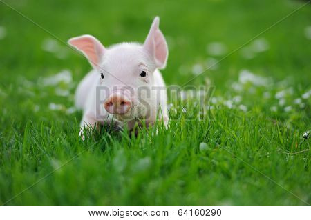 Young Pig On A Green Grass