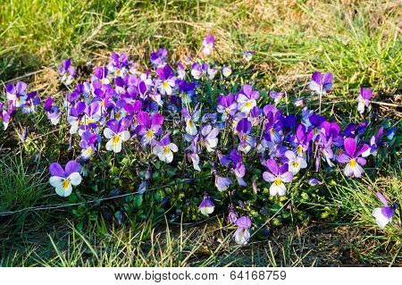 Viola Tricolor