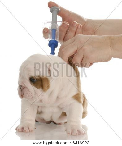 Bulldog Puppy Getting Vaccinated