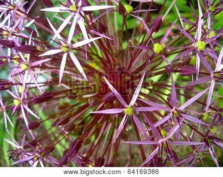 Allium Flower