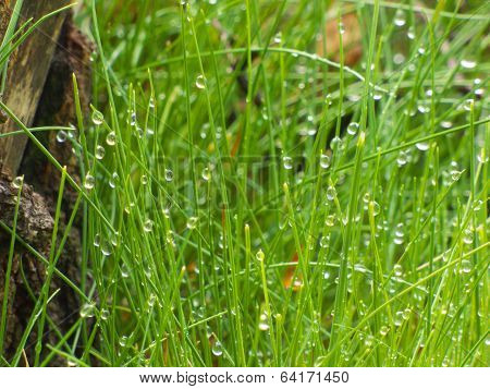 Raindrops In Grass