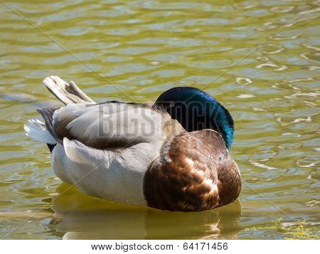 Sleeping Duck On Pond