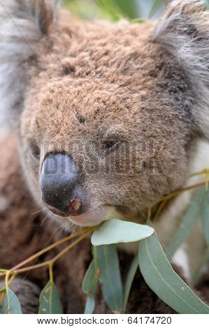 Koala