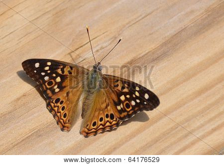 Butterfly / Moth