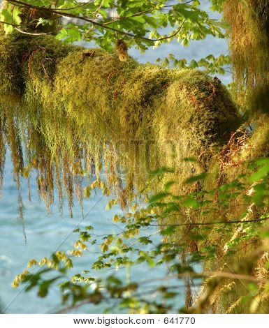 Moss in het regenwoud