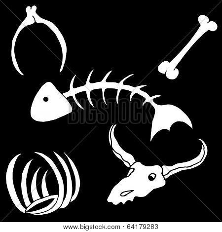 An image of different types of bones.