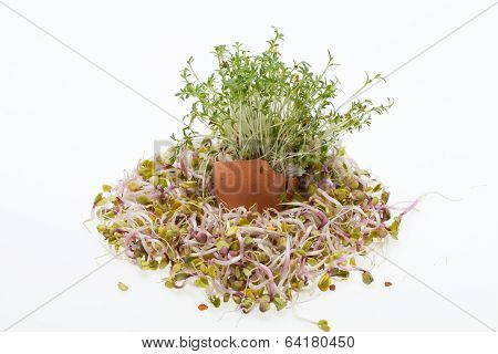 Fresh Alfalfa Sprouts and Spring Easter Egg