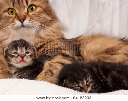 Siberian Cat