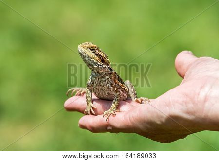 Bearded Dragon Lizard