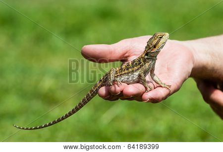 Bearded Dragon Lizard