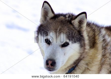 Malamute