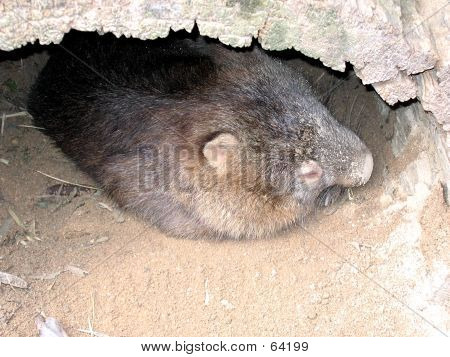 Common Wombat