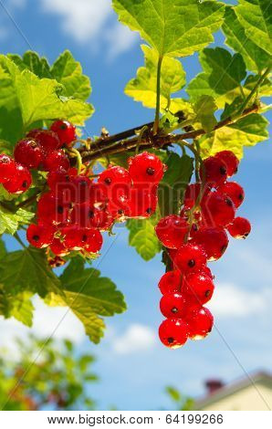 redcurrant