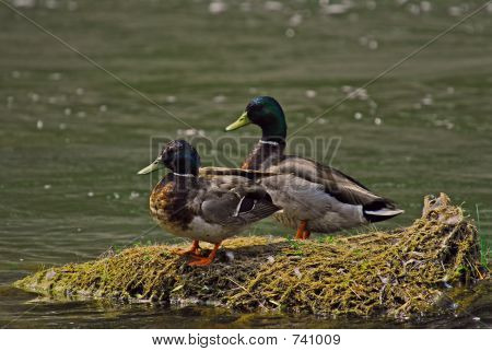 duck4124