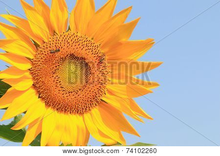 Sunflower and bees