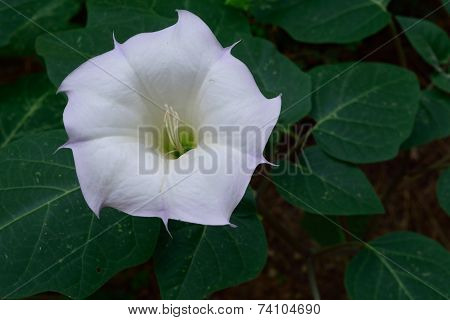 Sacred Datura