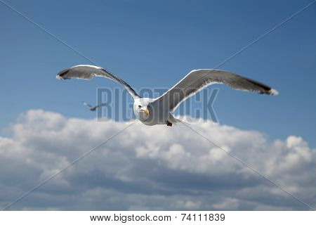 Ivory Gull