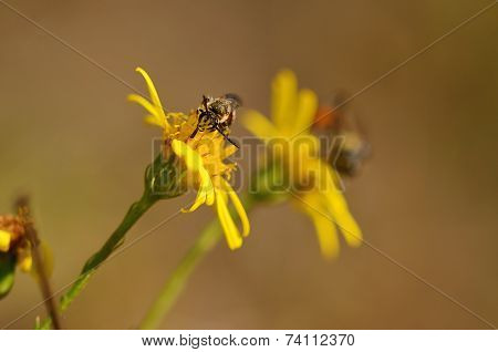 Ichneumon On The Yellow Wildflower