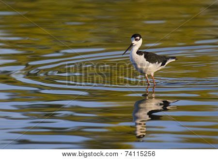 Stilt Reflection
