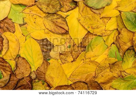 Autumn Leaves (actinidia)background, Texture