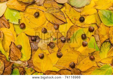 Autumn Leaves (actinidia)background, Texture With Acorns