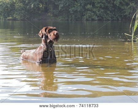 German Wirehaired Pointer