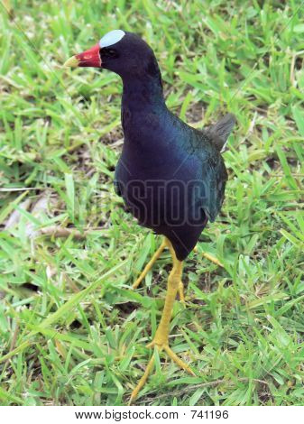 Gallinella viola