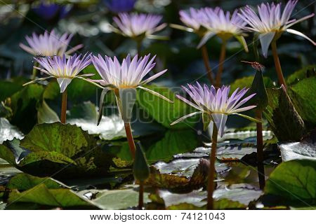 Water Lilies