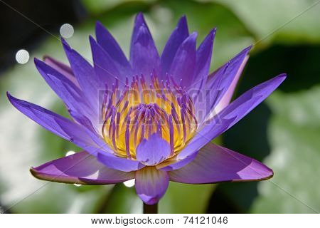 Beauty In Nature