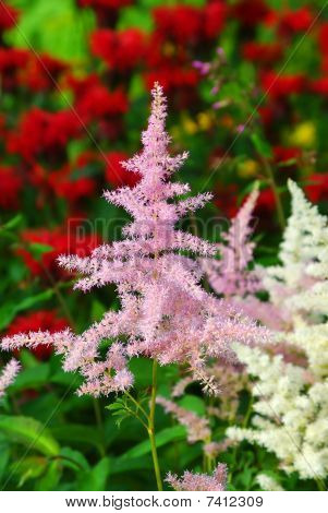 Pink Astilba