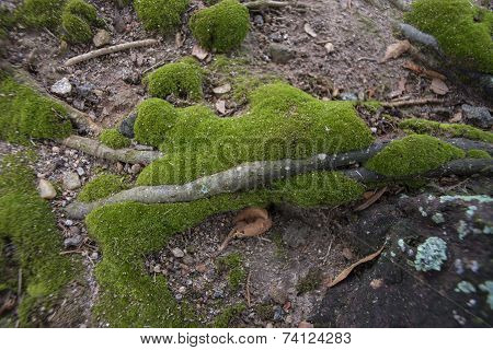 green moss