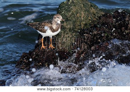 Ruddy Turnstone (arenaria Interpres)