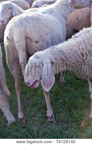 Sheep Bleating On A Grass Field