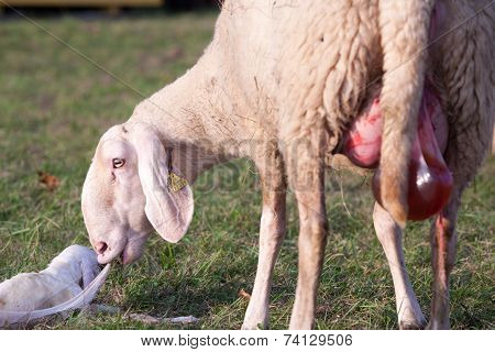 Welcome Little Lamb Born Just Now