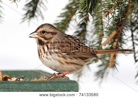 Sparrow In Snow