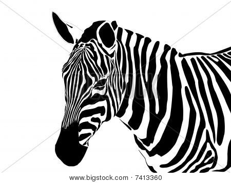 Halfbody Zebra.