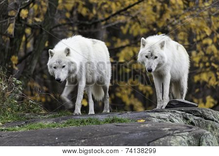 Arctic Wolf in the wilderness