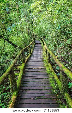 Wooden Bridge In Tropical Rain Forest
