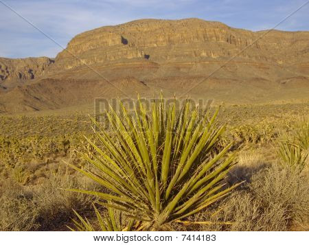 Vista do deserto