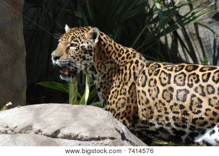 Jaguar