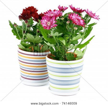Potted Chrysanthemum