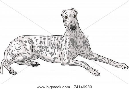 Vector Whippet