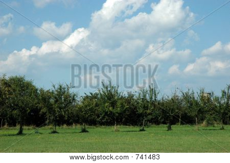 albero